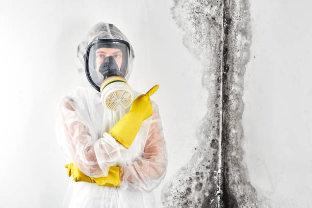  Lake Winnebago, MO Mold Removal Services Pros